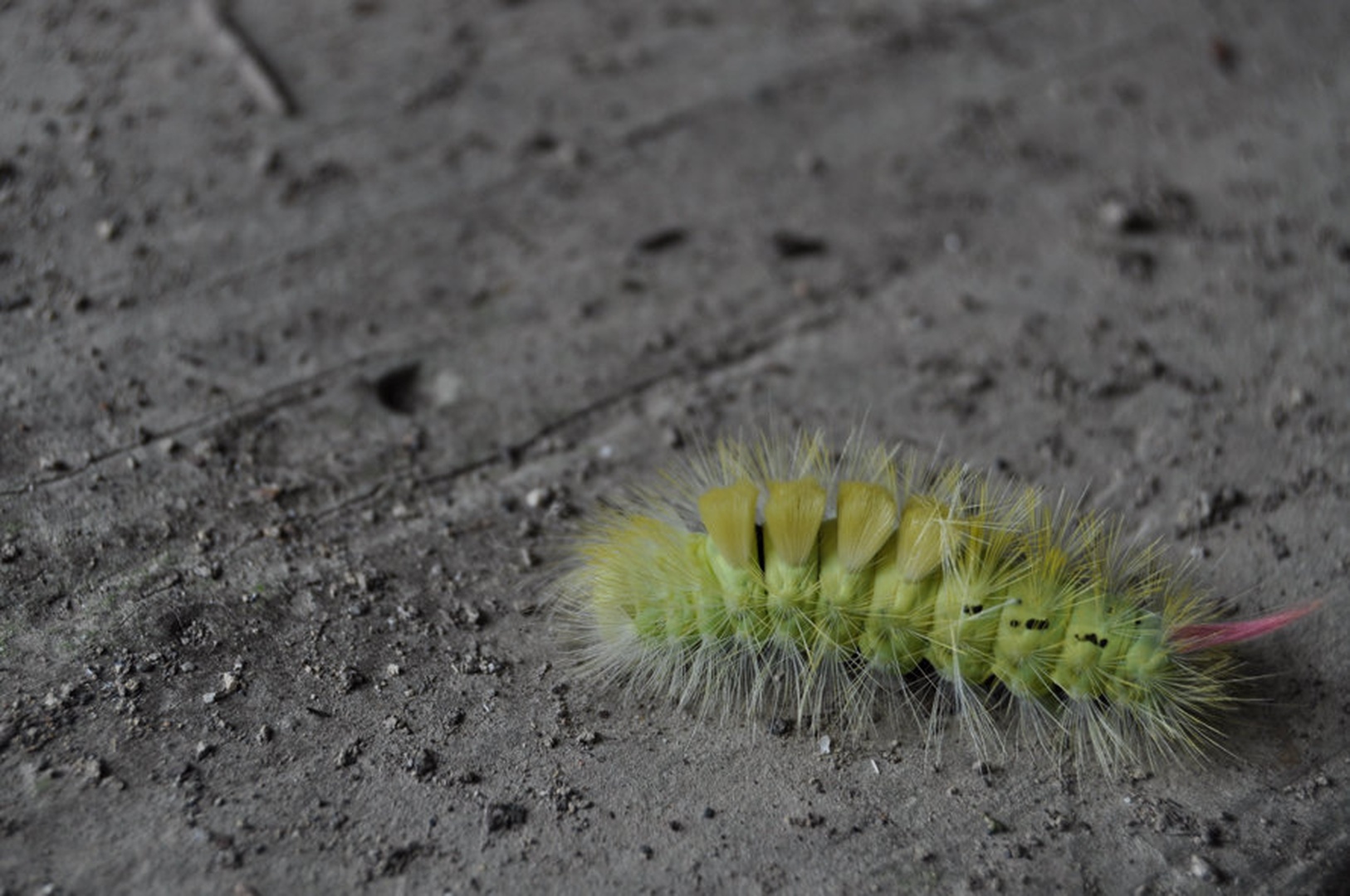 Caterpillar by