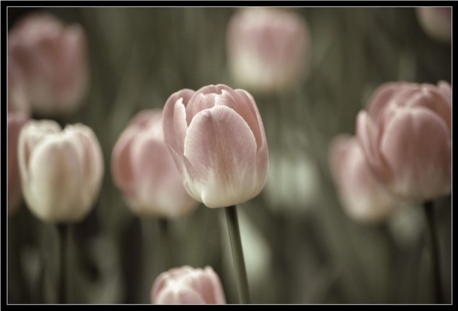 tulipan by jan Cotič