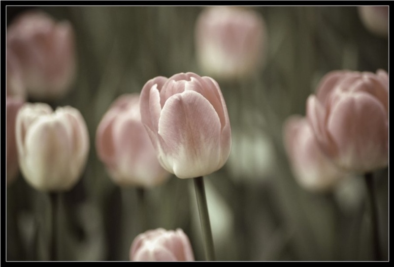 tulipan by jan Cotič