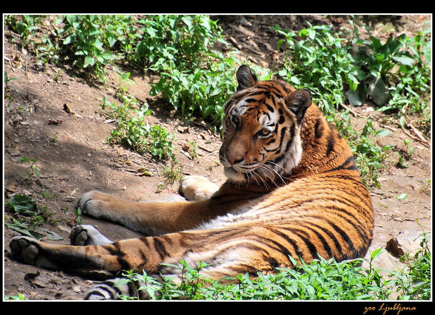 Big cat by simon godec