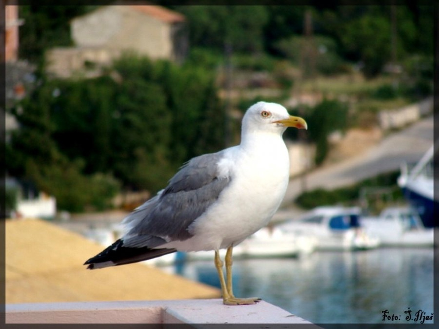 Lačen galeb by Špela Iljaš