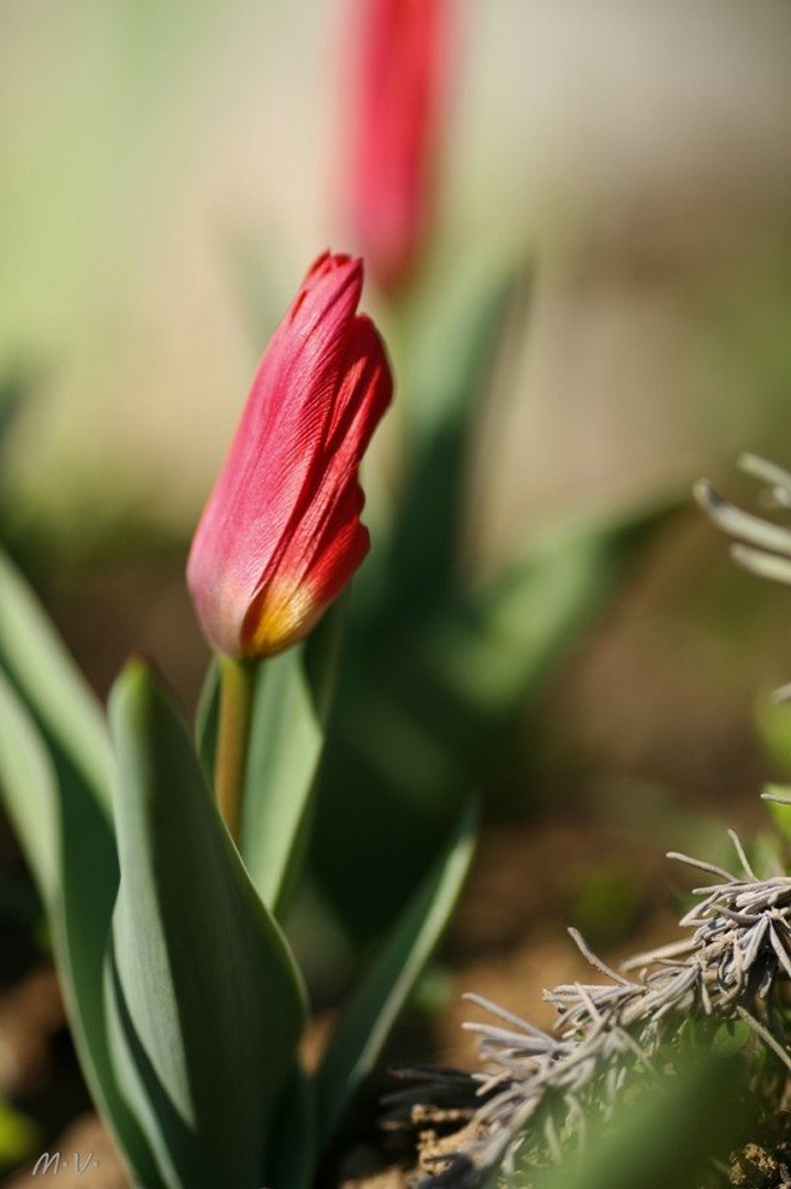 Rdeči tulipan by Martin Vrščaj
