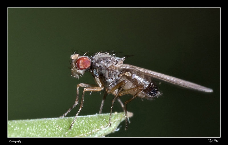 red-eye-fly by Jernej Dežman