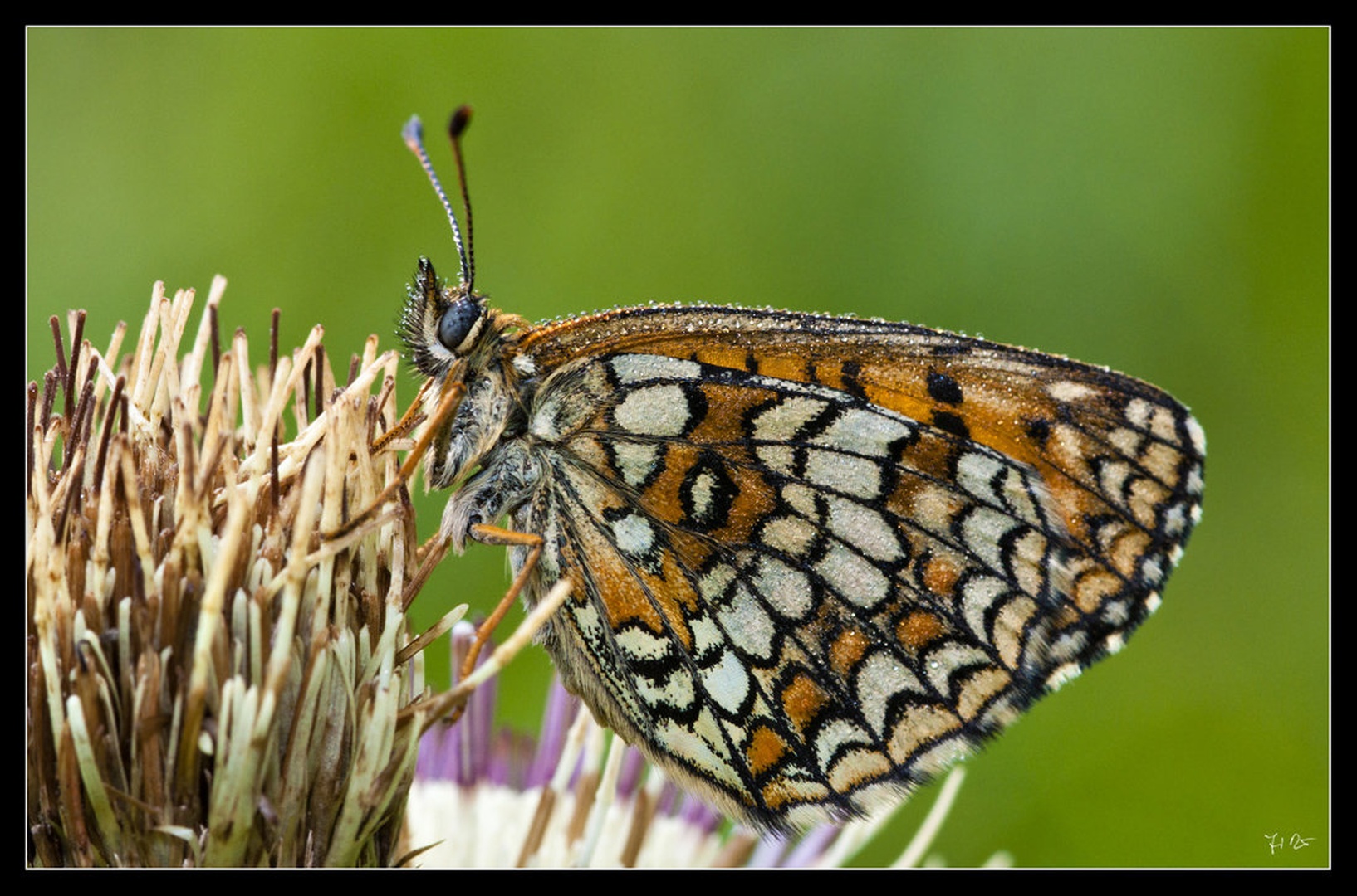 Melitaea athalia by Jernej Dežman