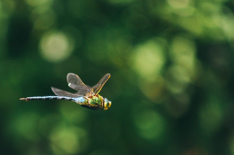anax imperator by Žiga Radšel