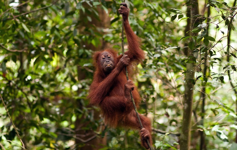 Orangutan by Matej Pal