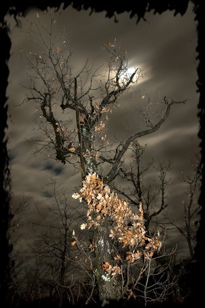 withered beauty by Jernej Kovacic