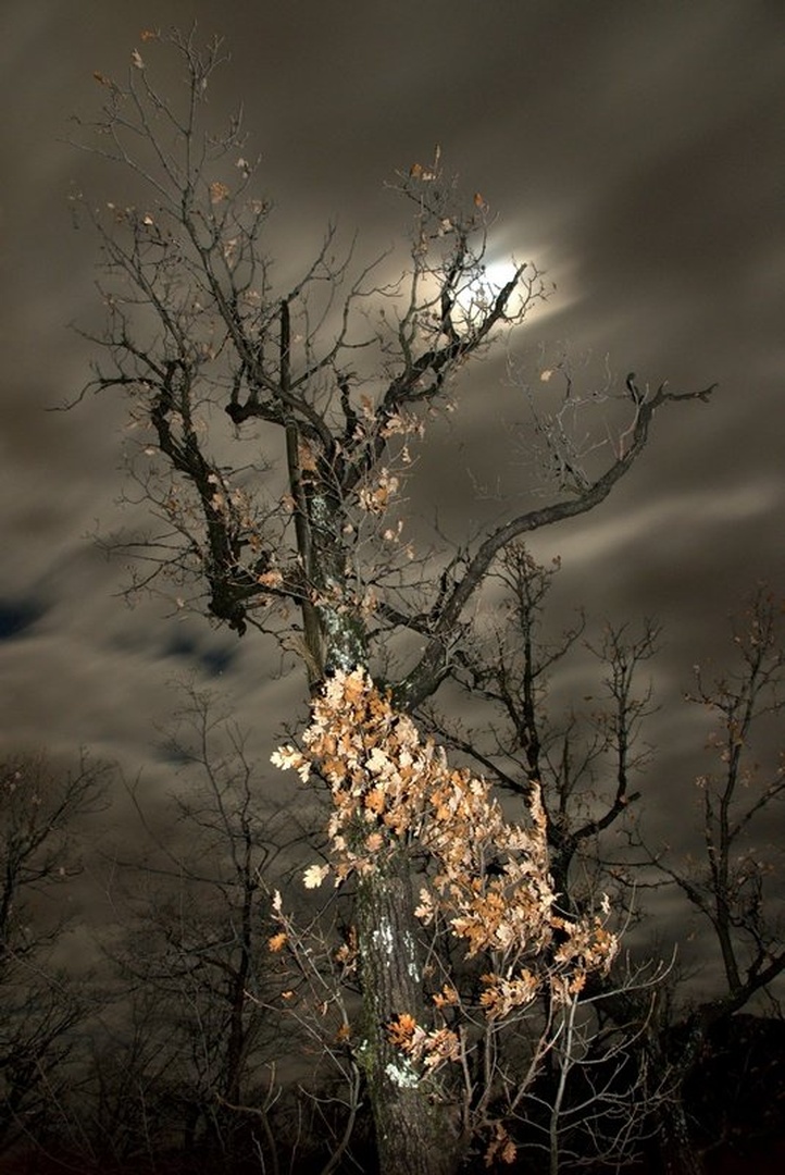 withered beauty - popravc by Jernej Kovacic