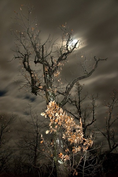 withered beauty - popravc by Jernej Kovacic