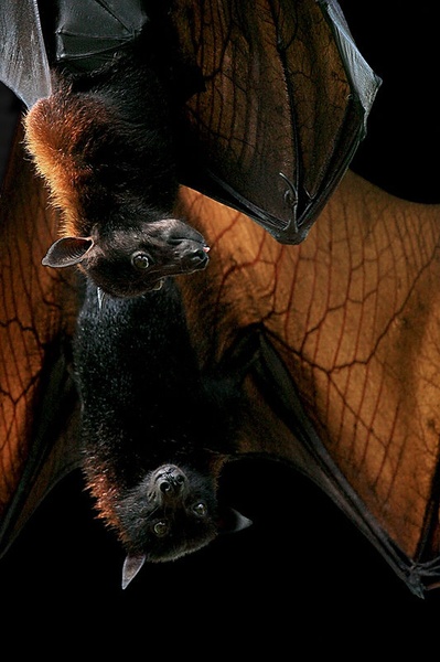 Creatures of the Night by Robert Pihlar