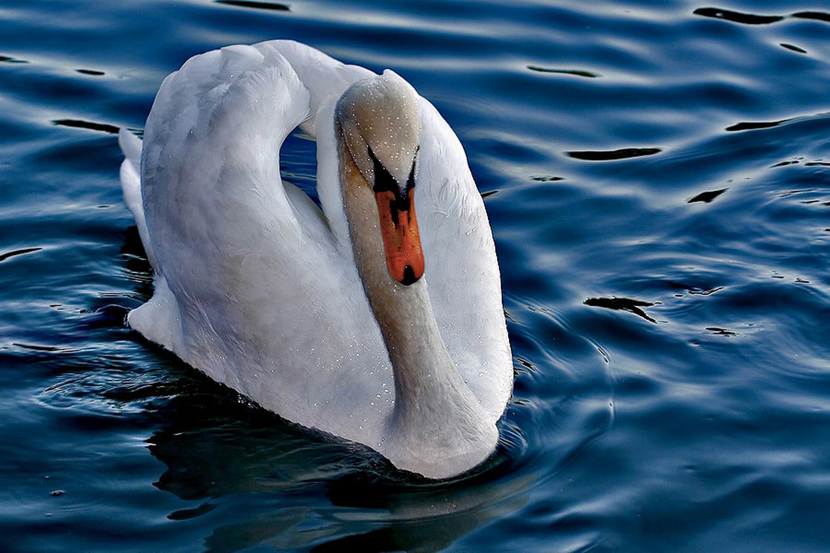 Beauty & elegance by Robert Pihlar