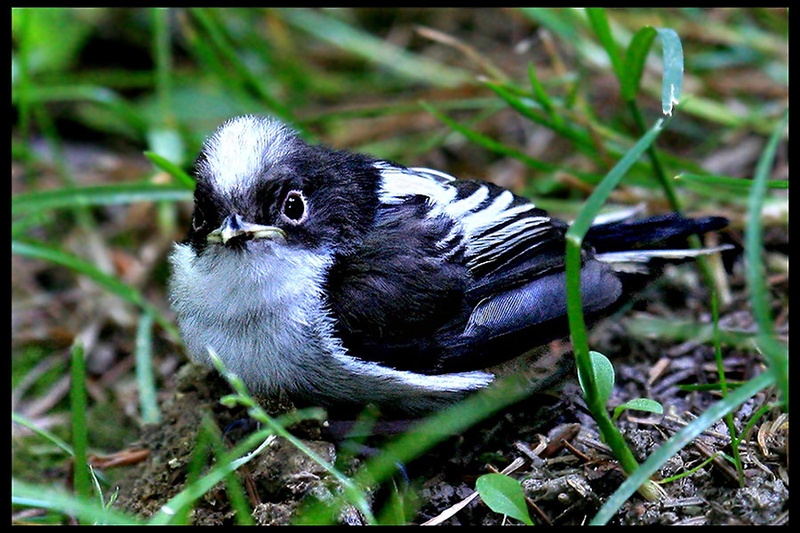 After his first flight by Robert Pihlar