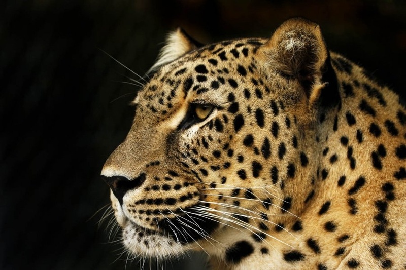 Leopard by janez sedovšek