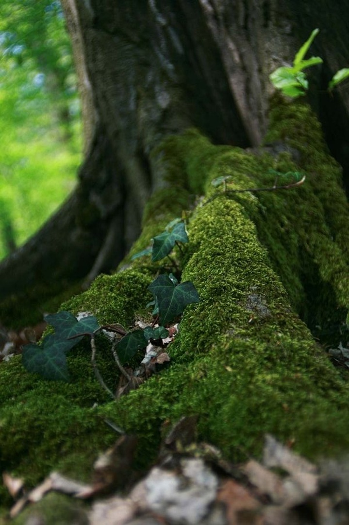 green forest by Saša Pećanac