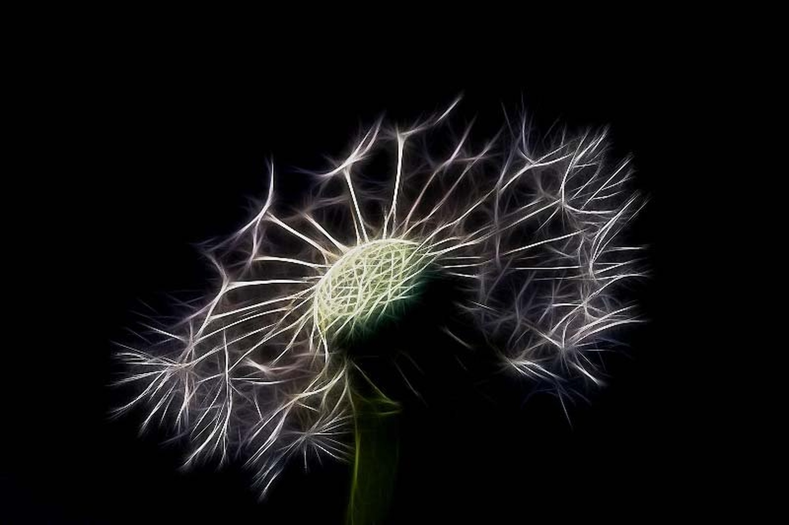 Dandelion by Saša Pećanac
