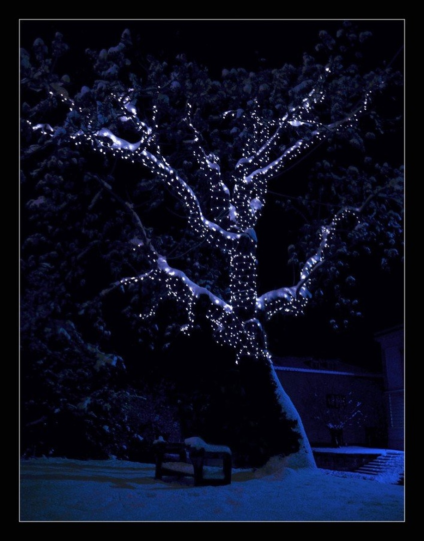 decembrska by