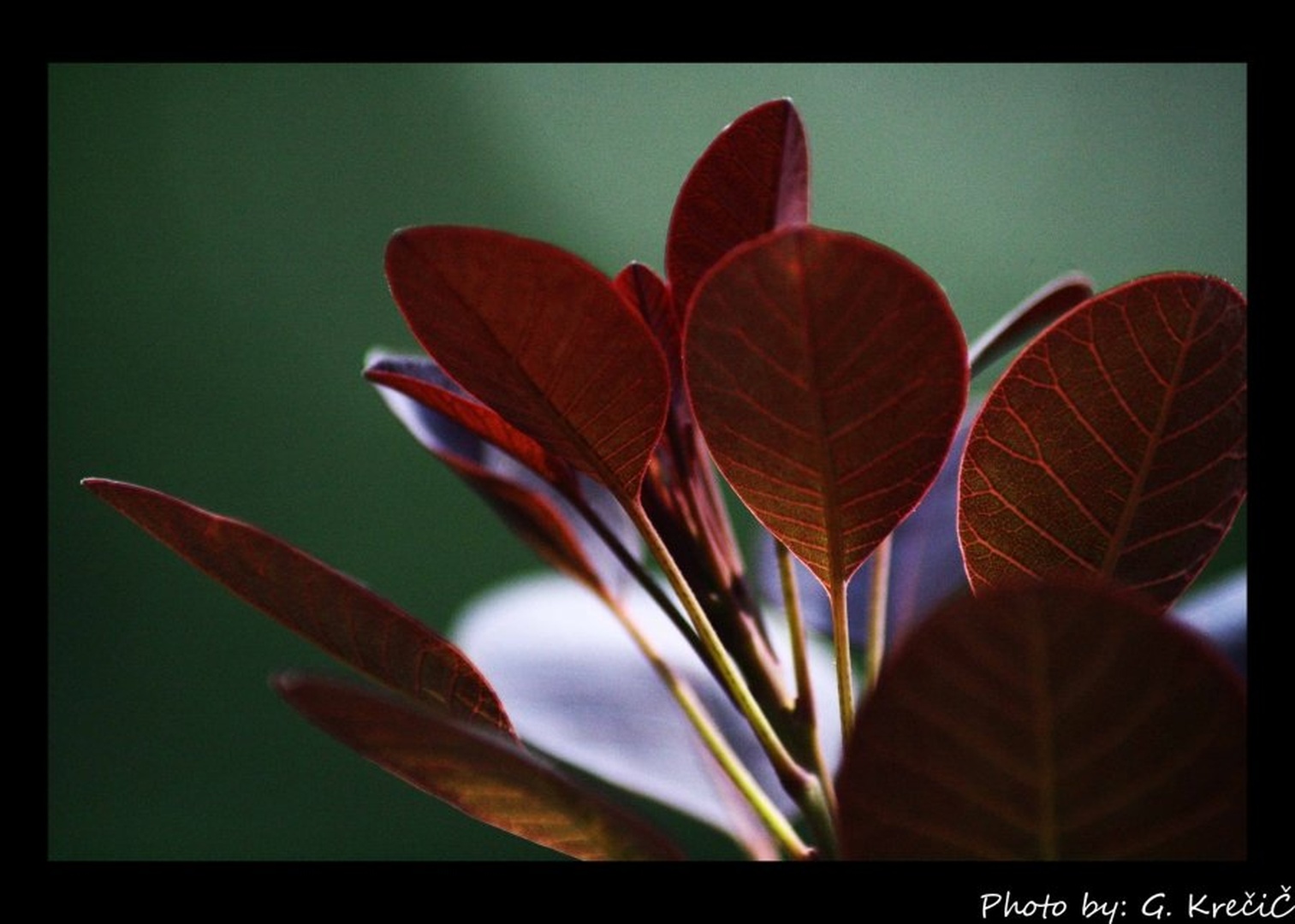 flower Ruj by fotoprofesional