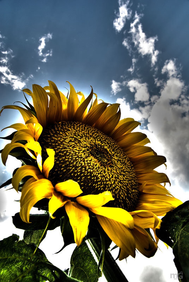 Sunflower by Matej G.