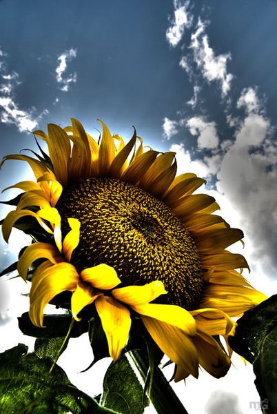 Sunflower by Matej G.