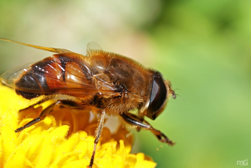 Bzzzz by Matej G.