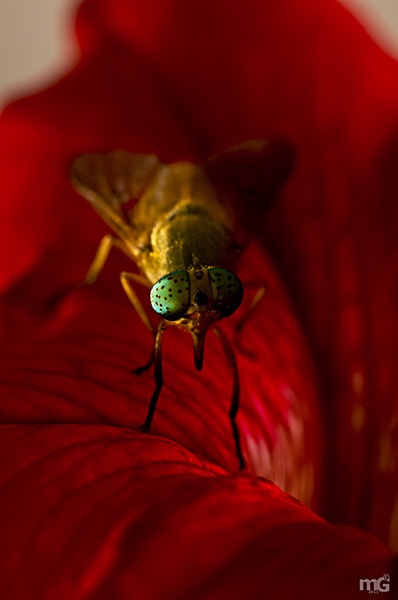 Green fly by Matej G.