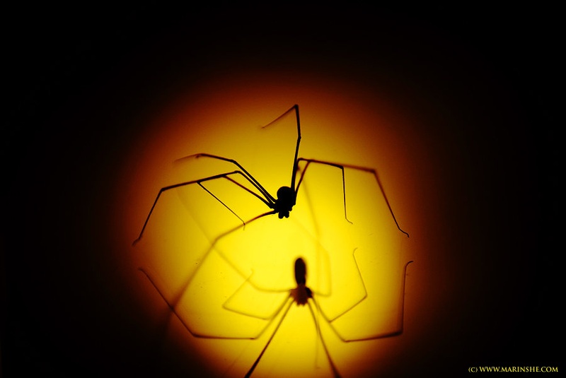 Dancing Spider by Marina Filipović
