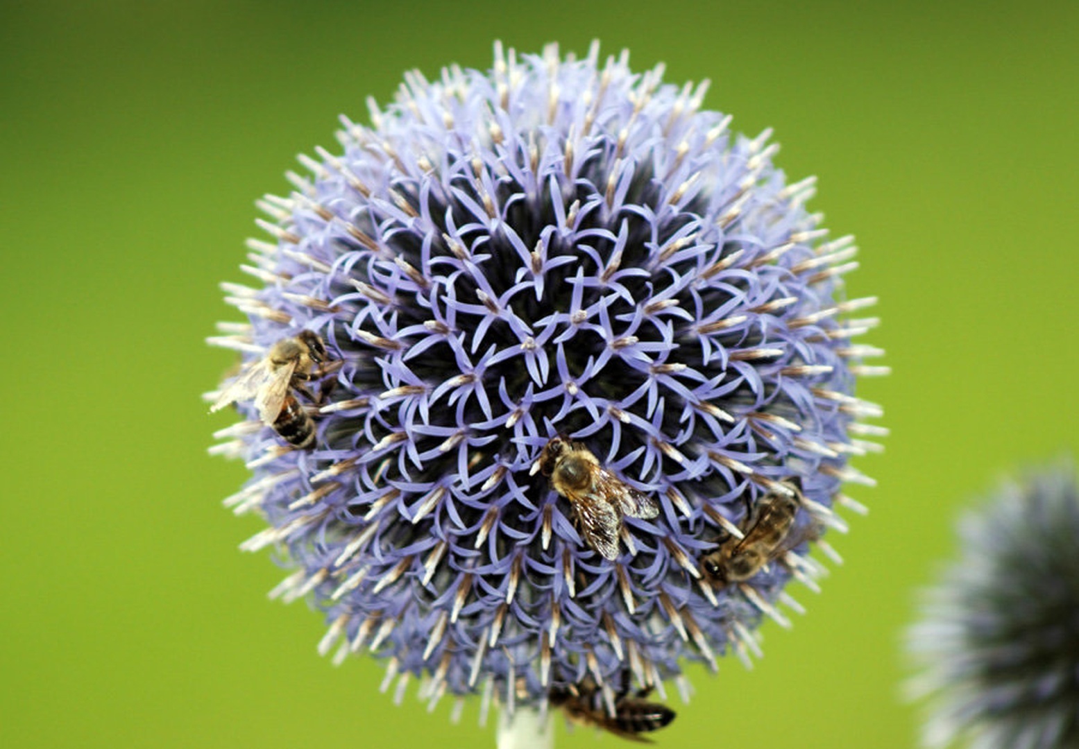 blue ball by Tomaz REHAR