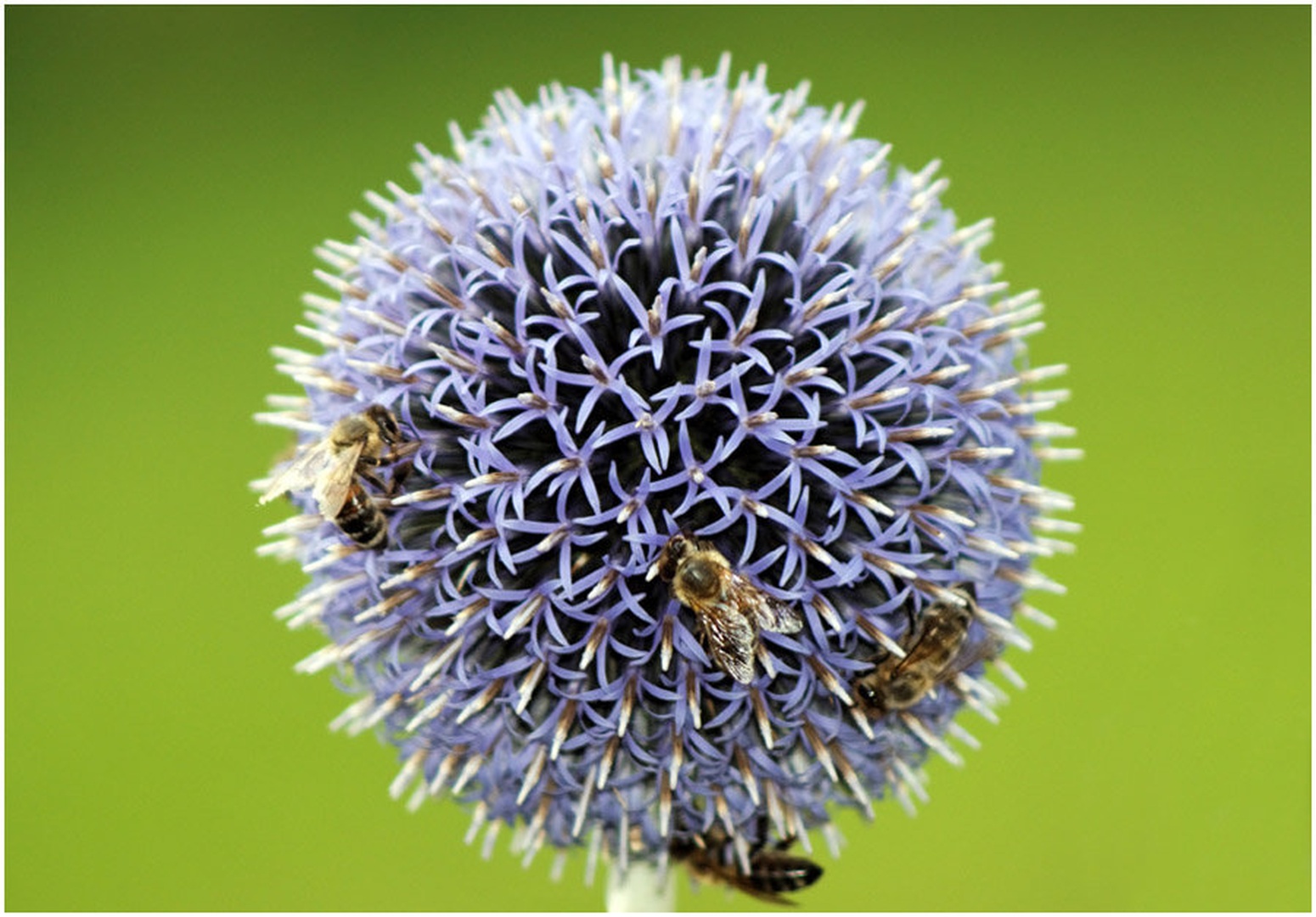 Blue ball II by Tomaz REHAR