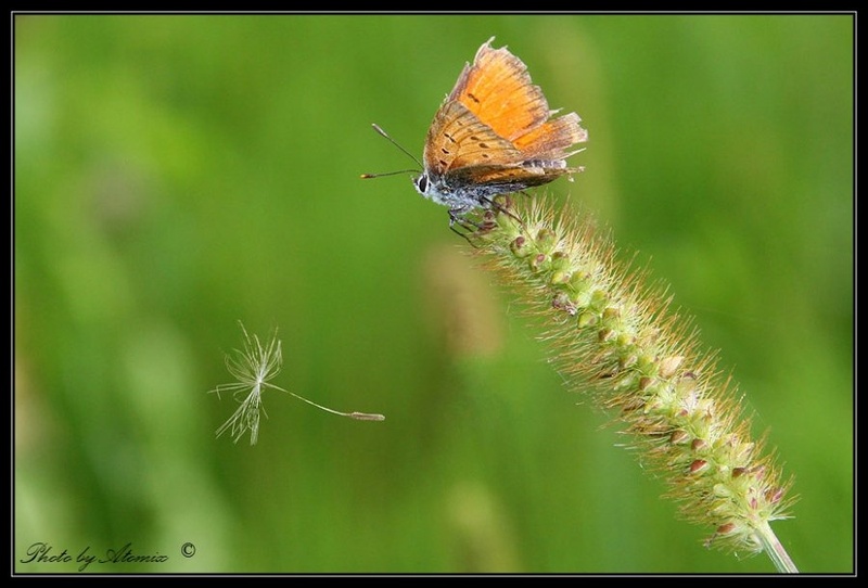 Butterfly by Tomaz REHAR