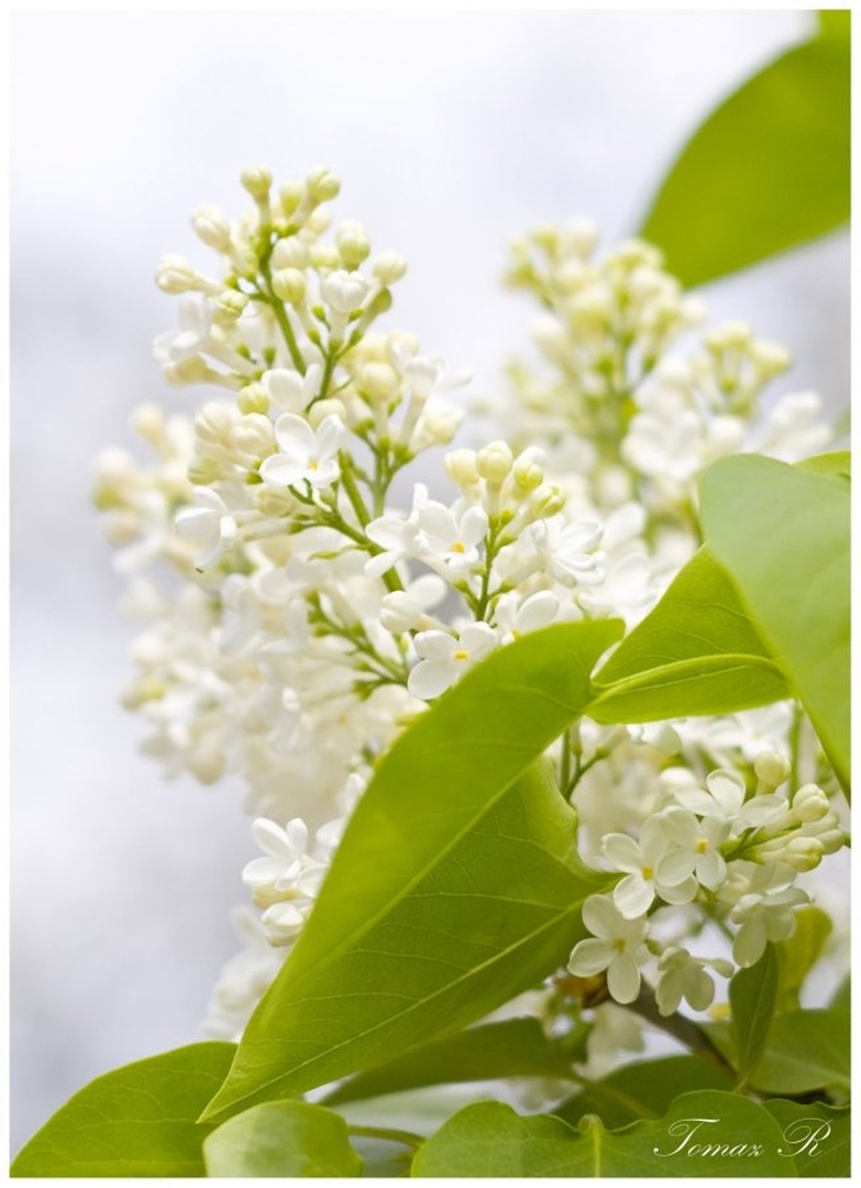 Siringa vulgaris by Tomaz REHAR