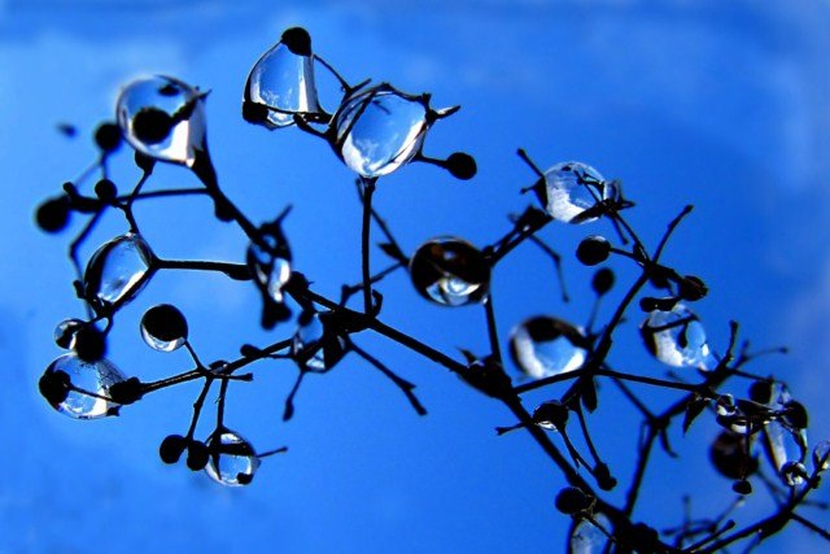Blue drops by