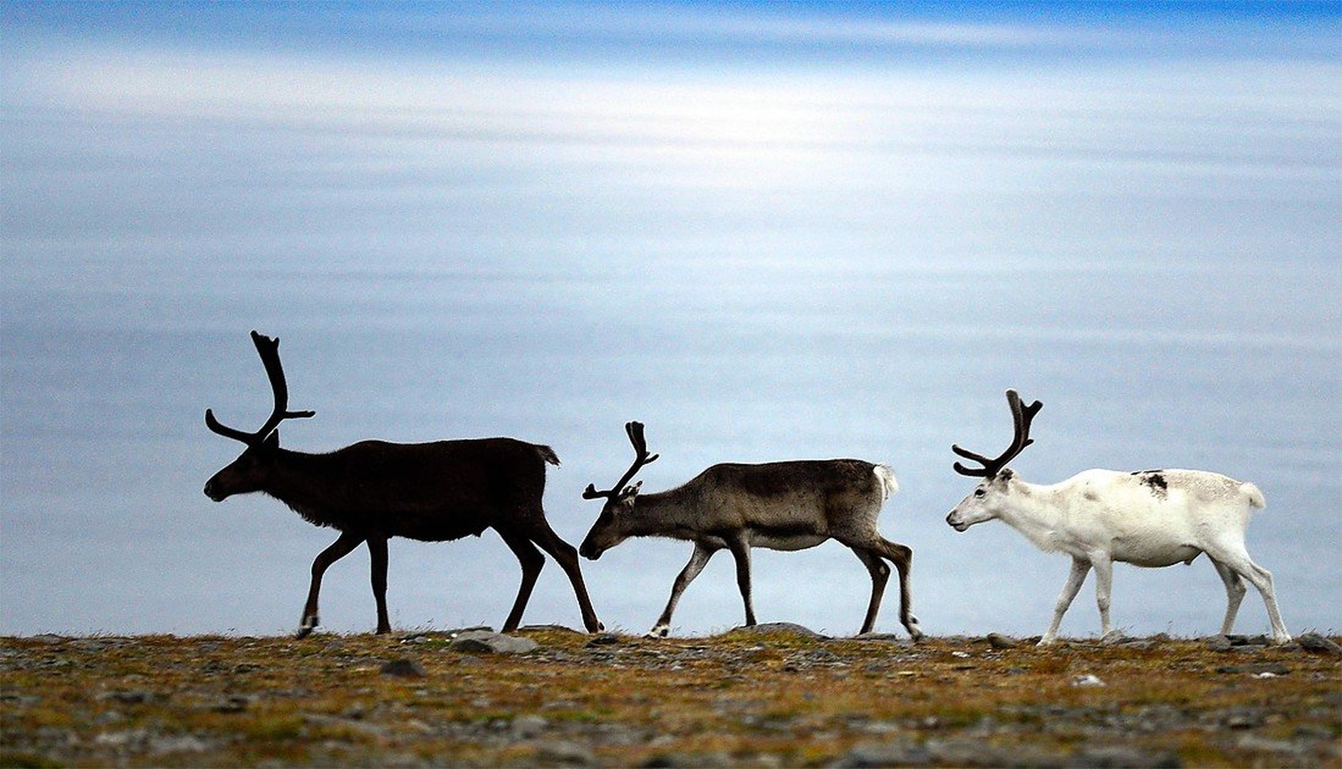Rudolf? by Elcuho