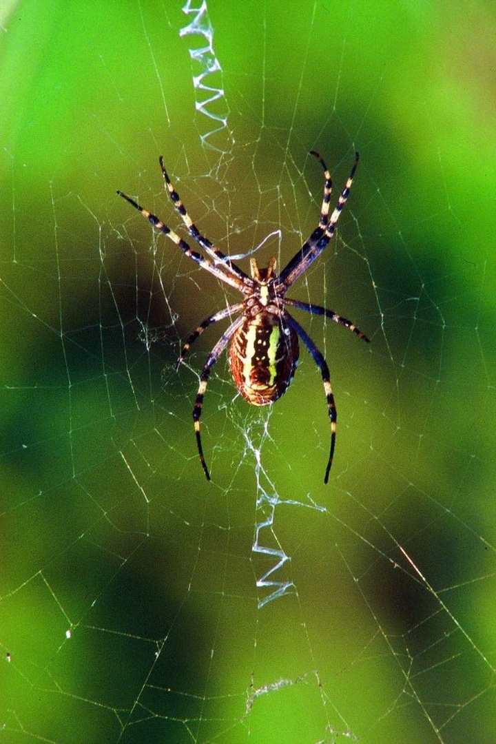 Spider by Elcuho