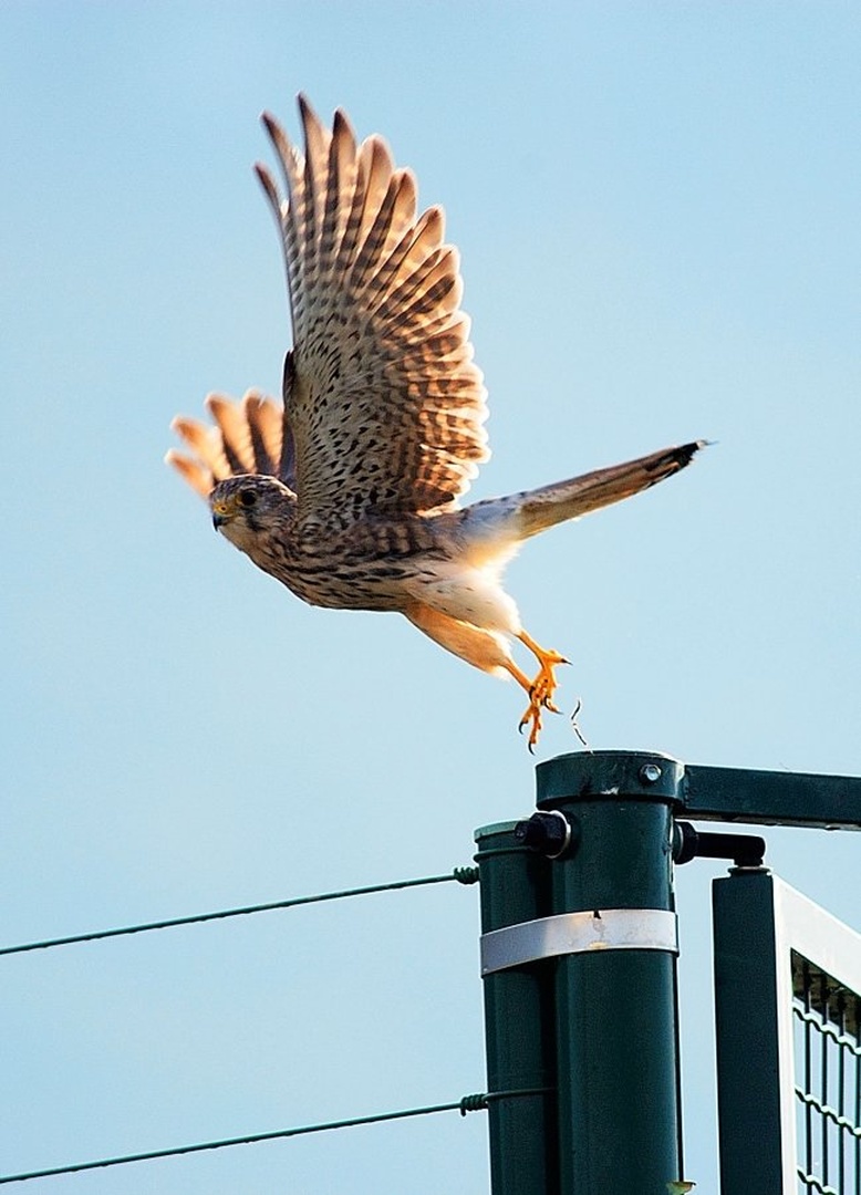 Lift off by Elcuho