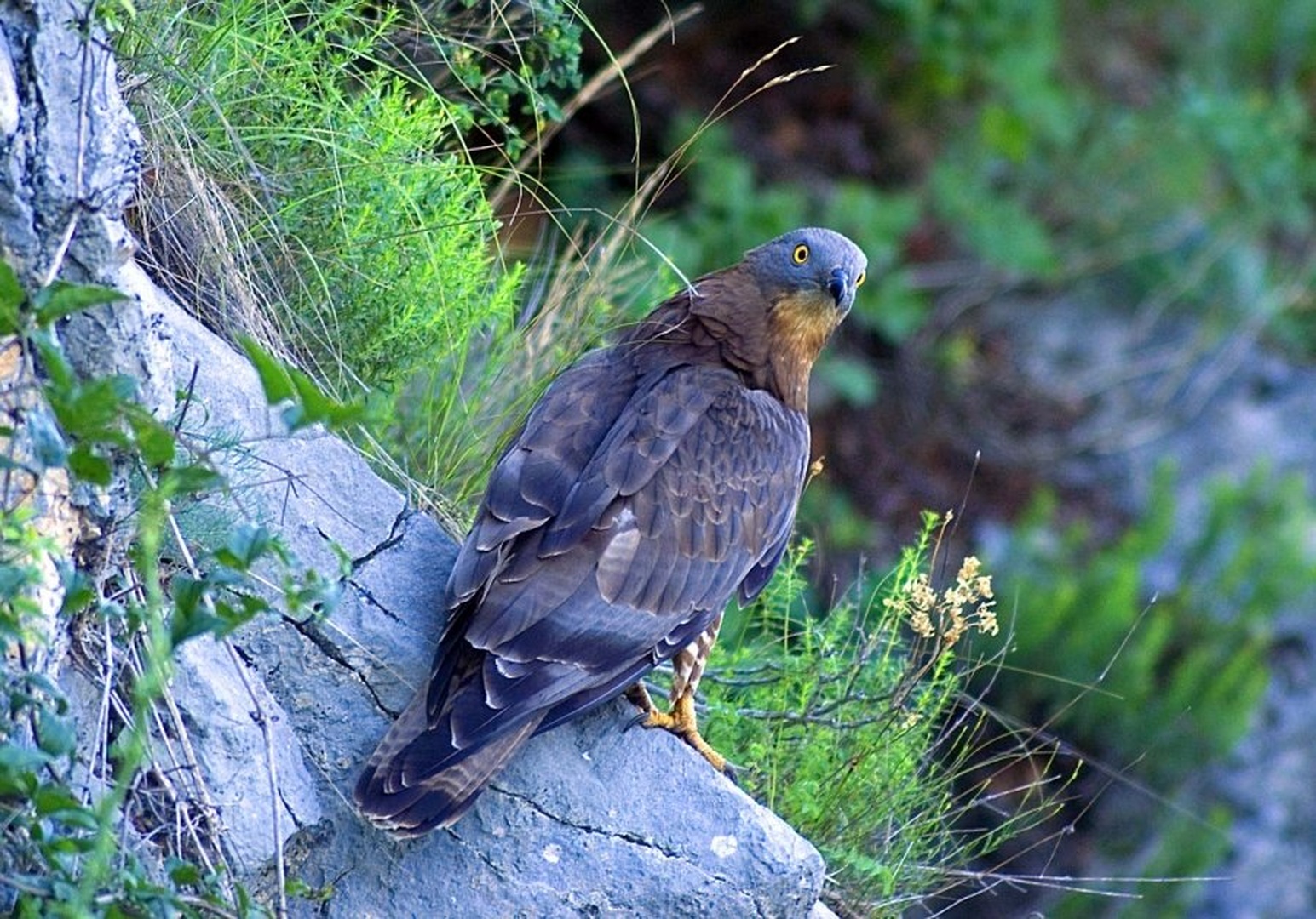 Funny eagle. by Elcuho
