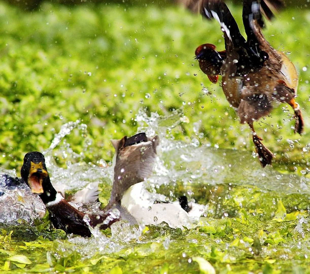Duck fight by Elcuho