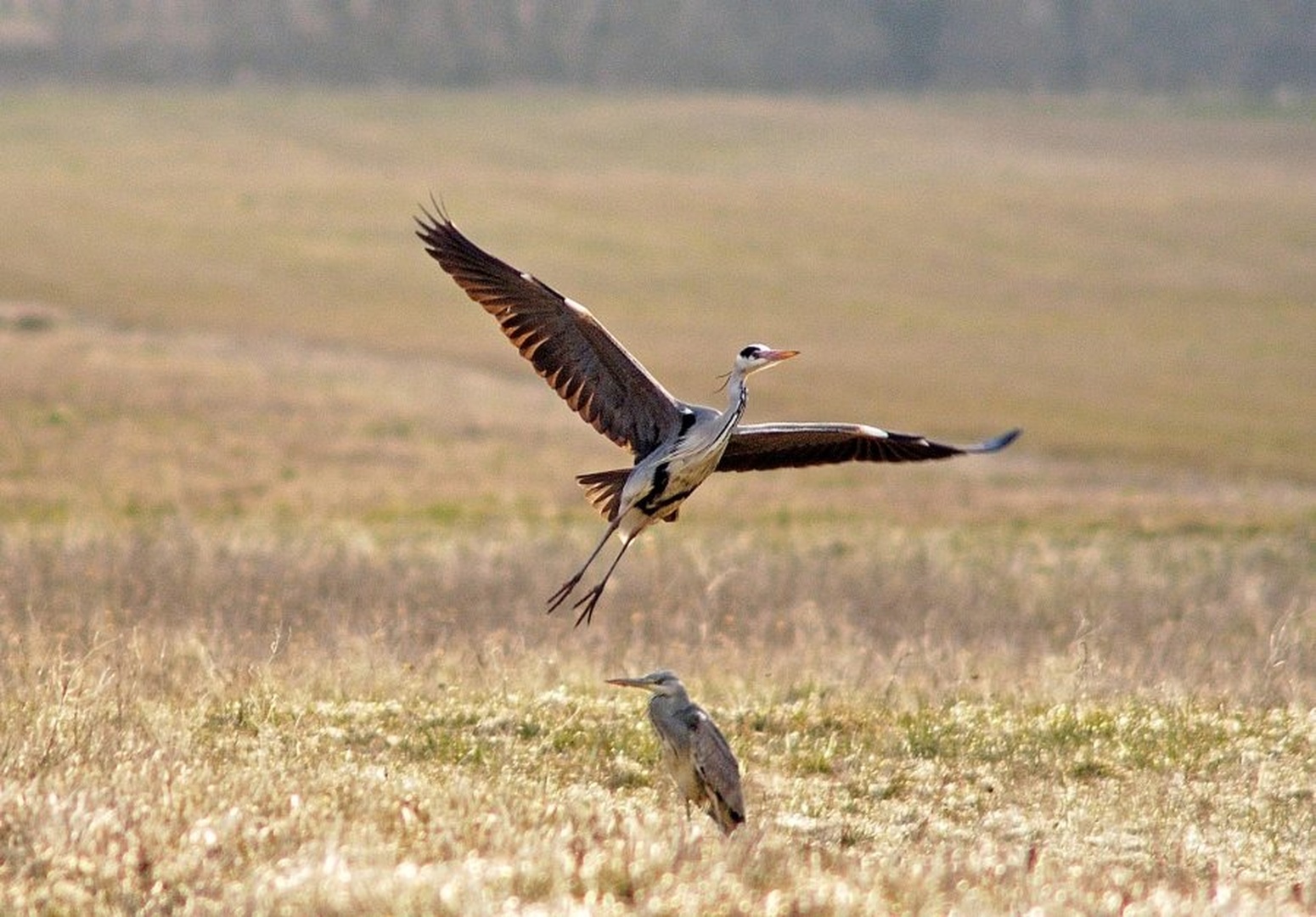 Landing by Elcuho