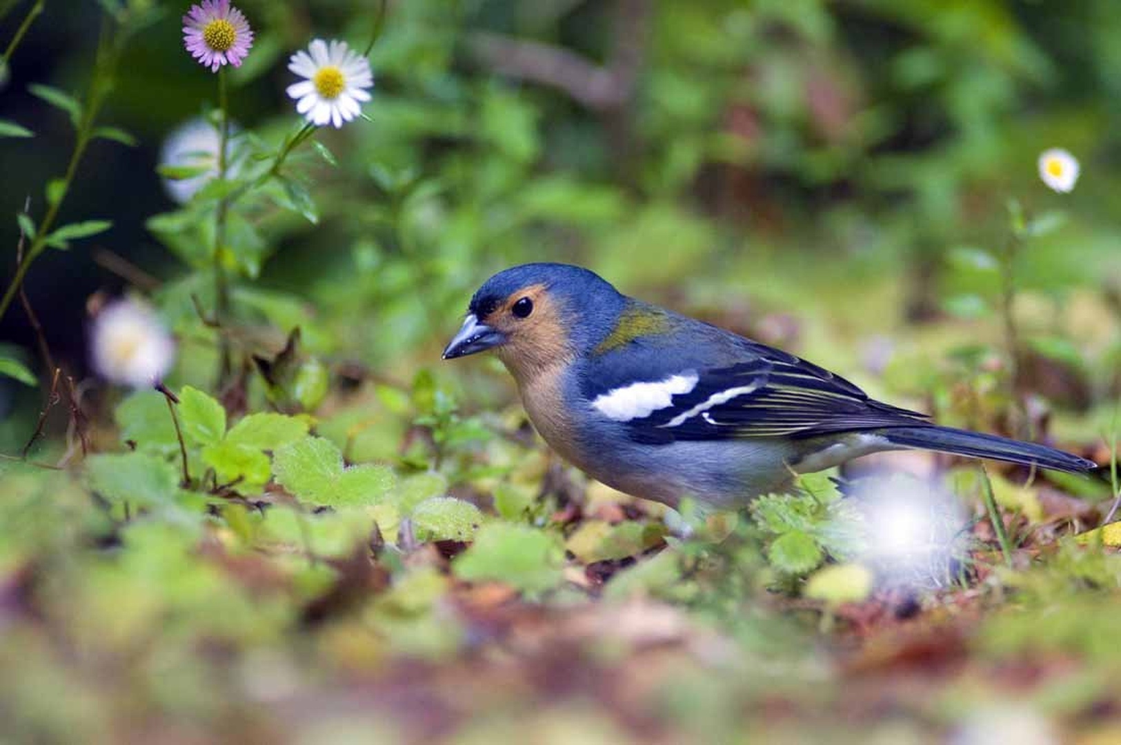 The chaffinch by Elcuho
