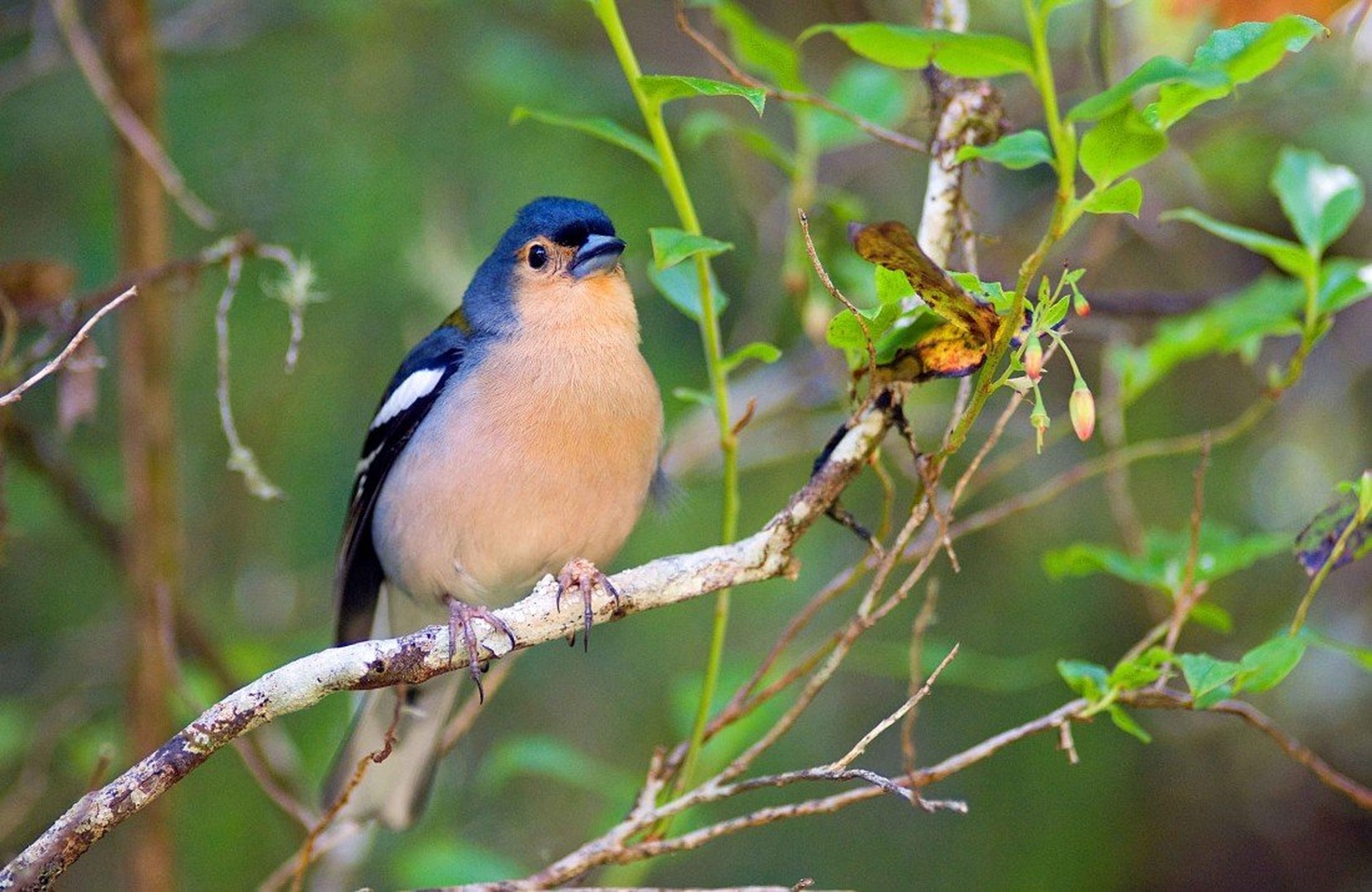 The chaffinch II by Elcuho