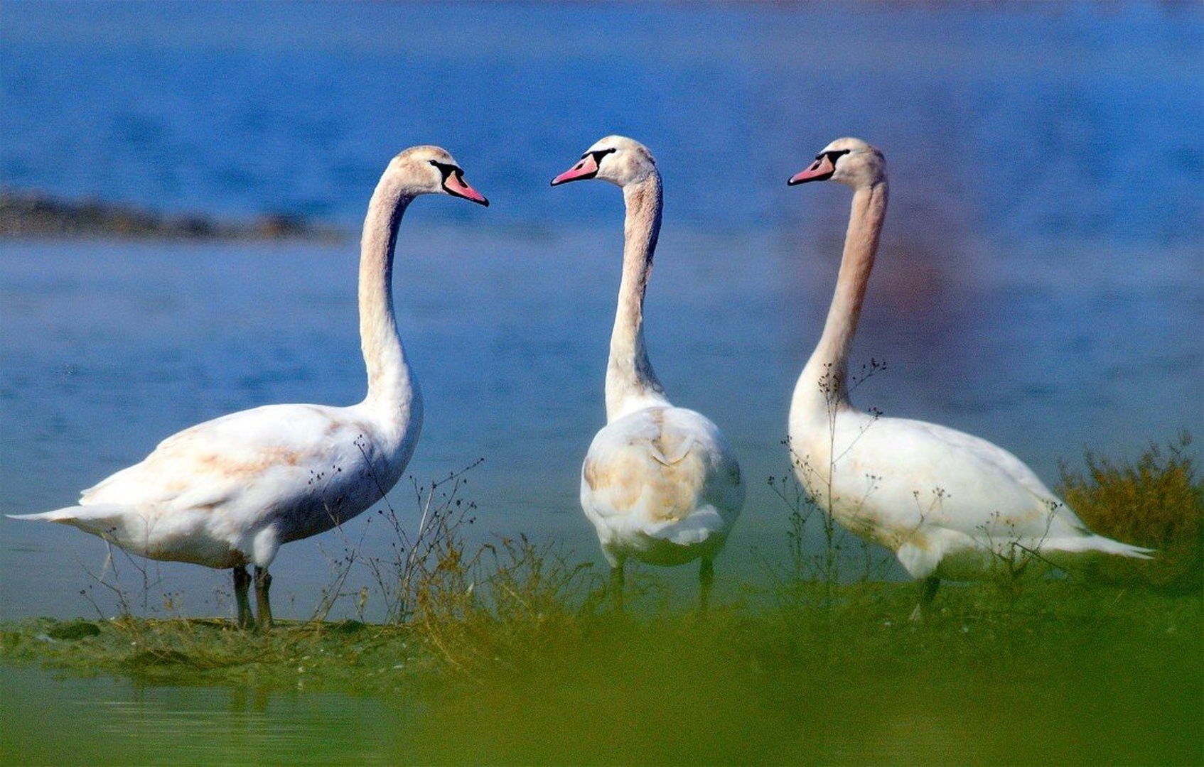 Trio by Elcuho