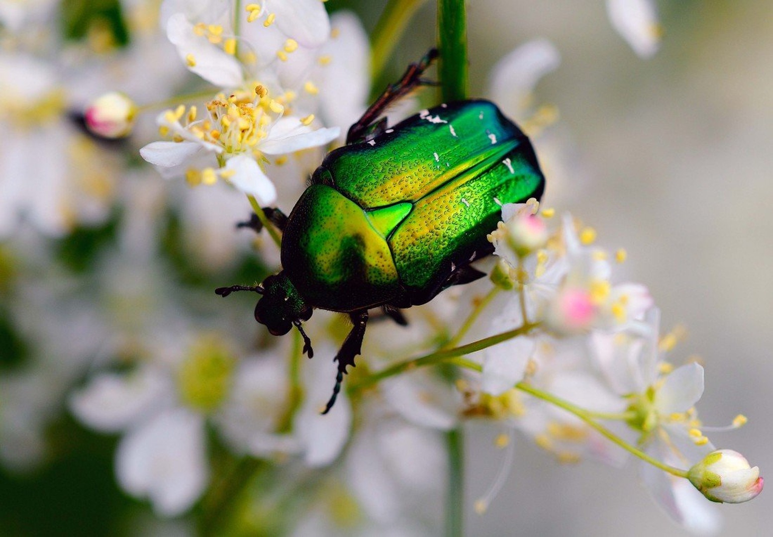 Green gold by Elcuho
