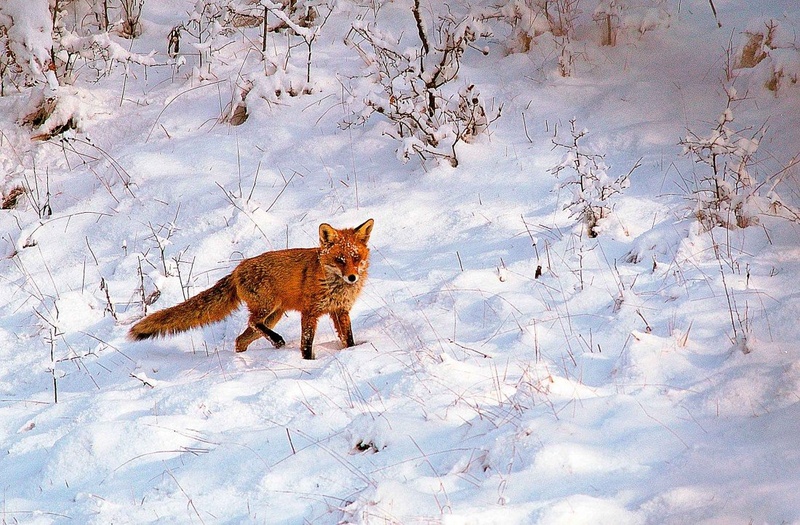 Fox. by Elcuho