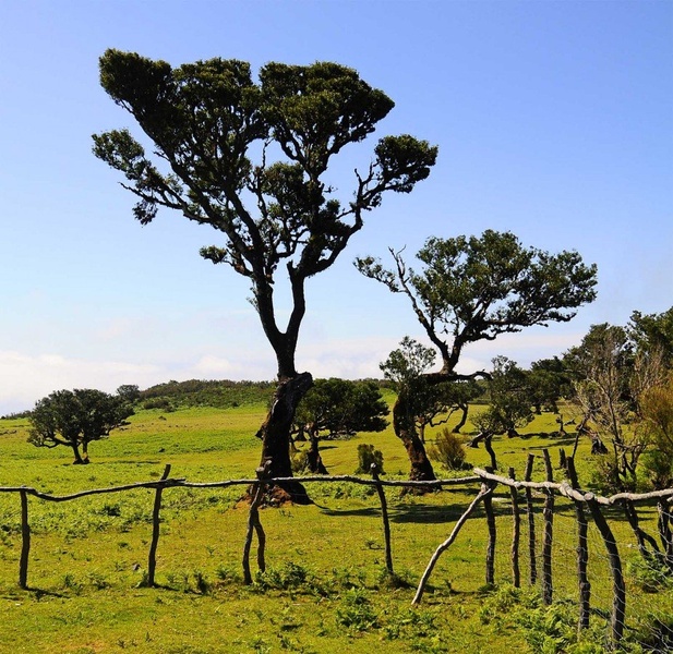 Two tree. by Elcuho
