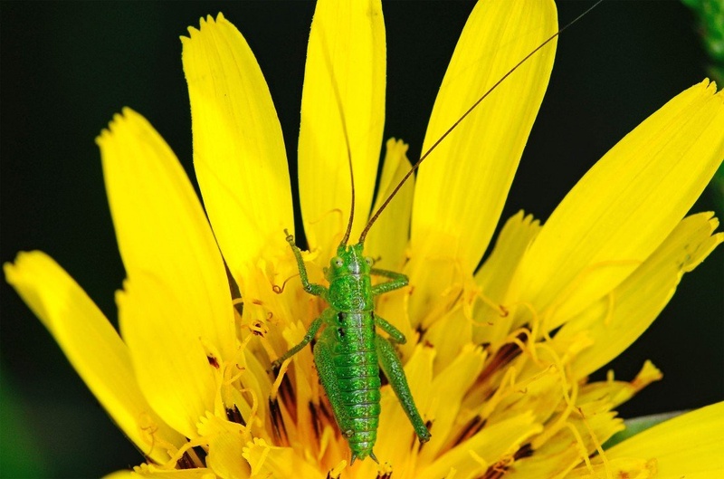 Grasshopper by Elcuho
