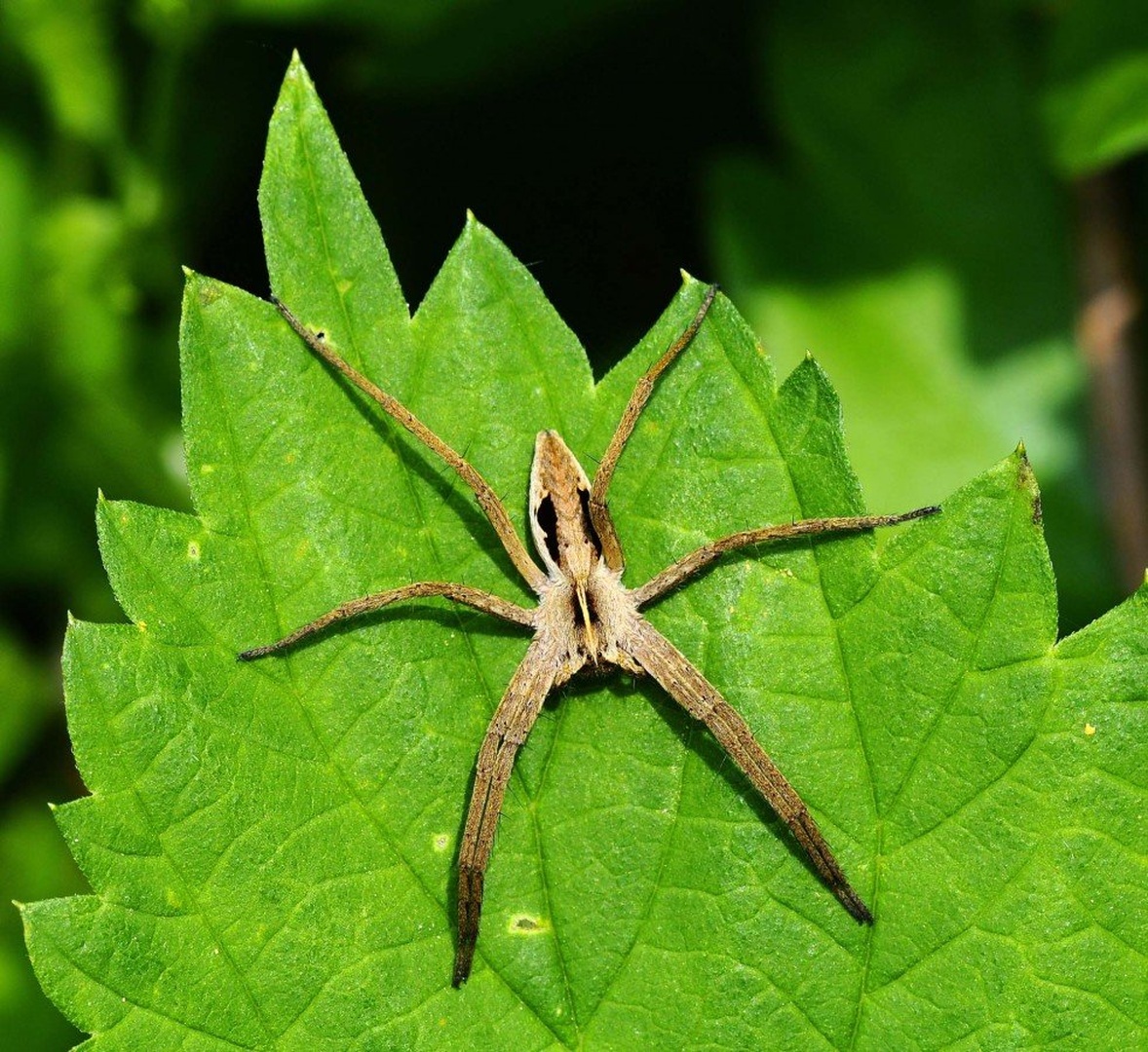 The nursery web spider. by Elcuho