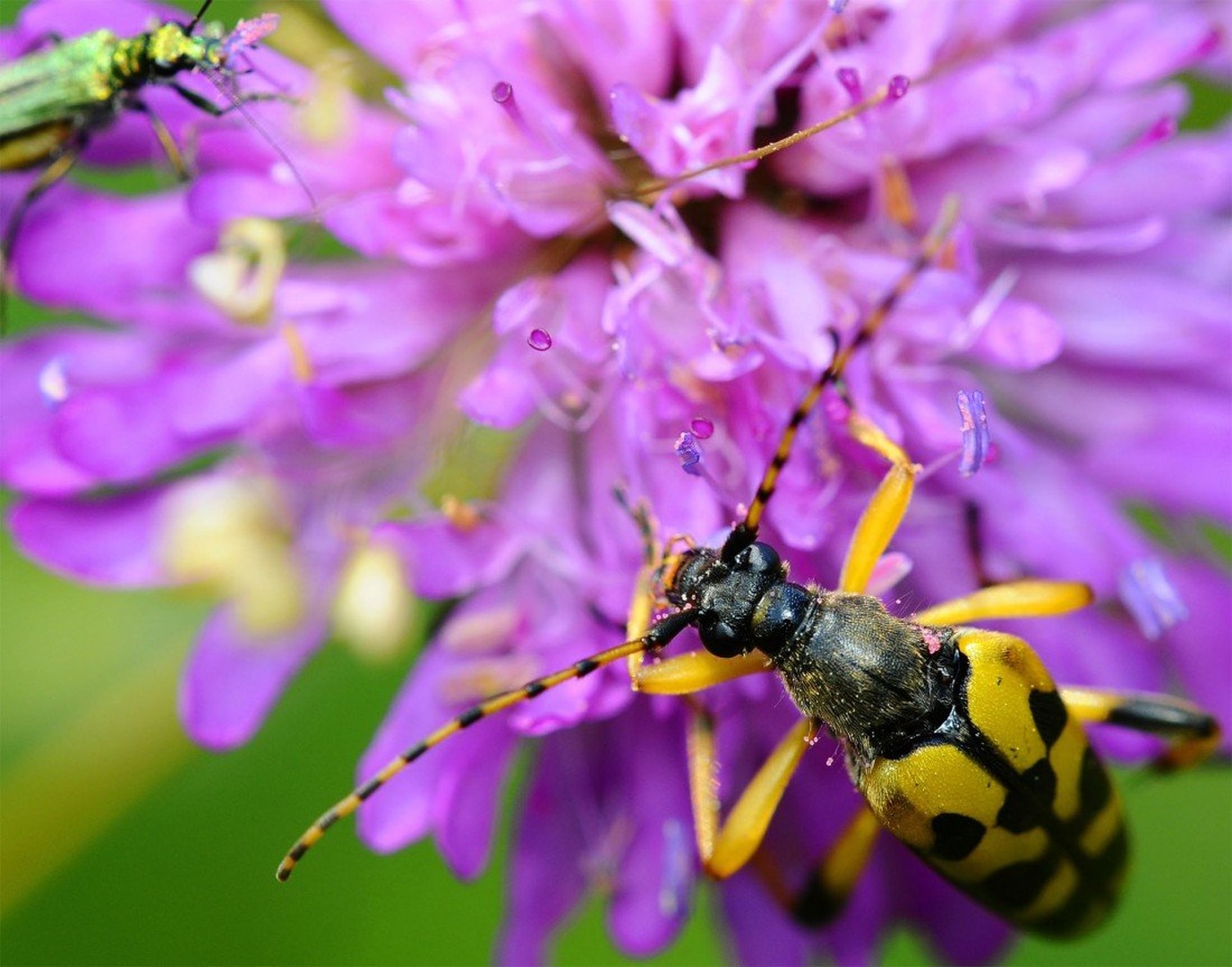 Longhornbeetle by Elcuho