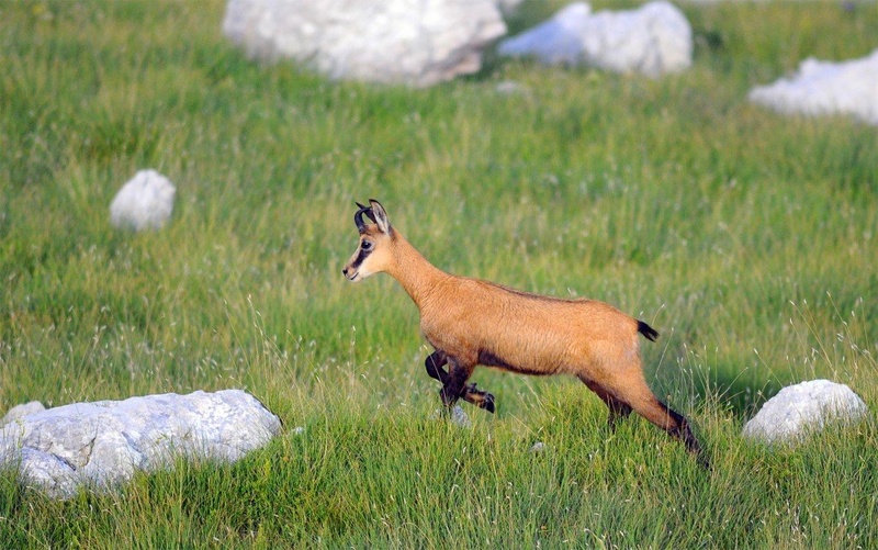Chamois by Elcuho