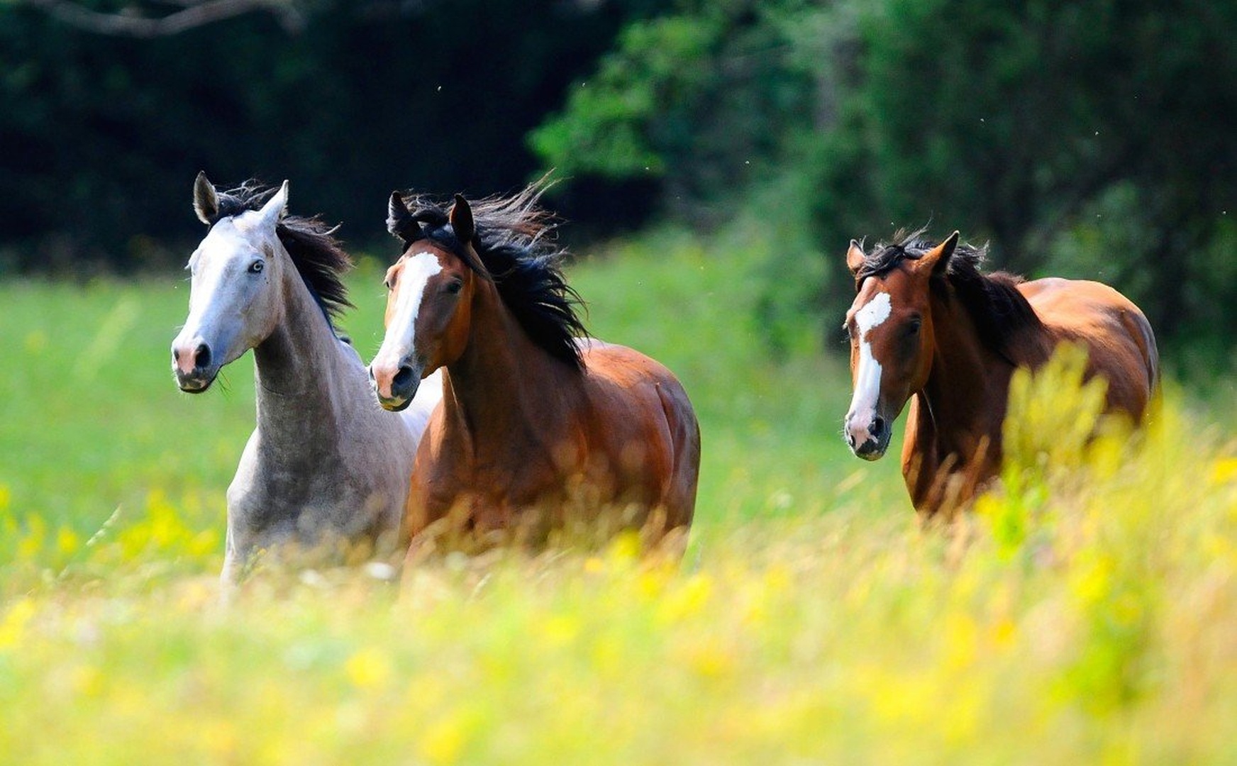 Freedom. by Elcuho