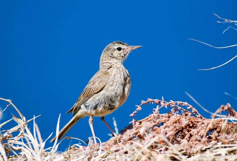 Our Lady’s blackbird. by Elcuho