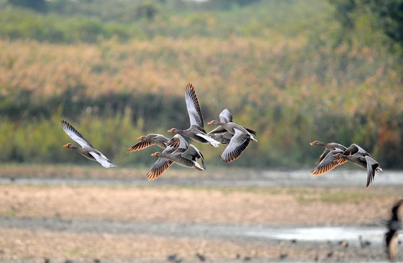 Low flight by Elcuho